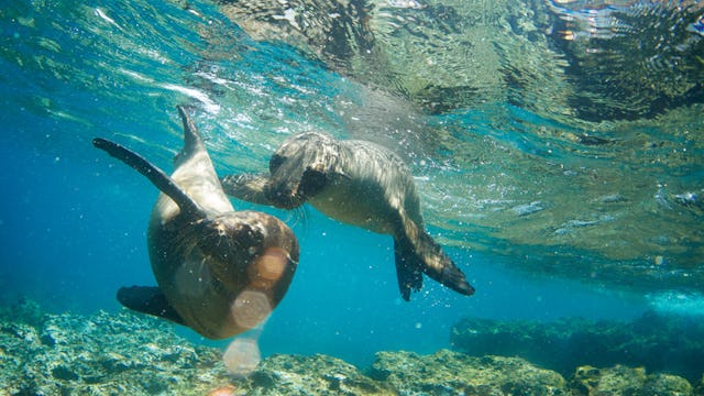 Seals in the Galapagos Islands from Celebrity Cruises Celebrity Flora