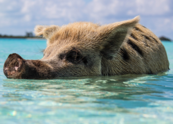 Pig swimming in the Bahamas