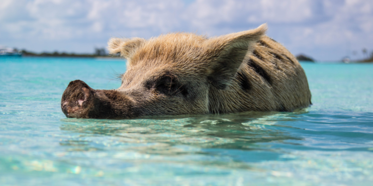 Pig swimming in the Bahamas
