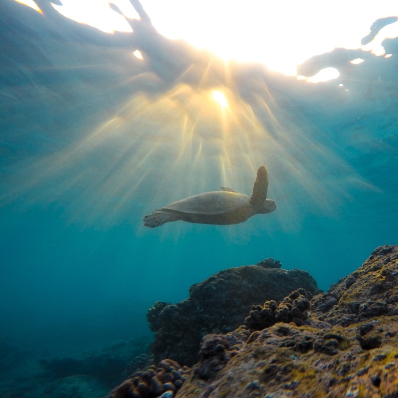 Turtle under water