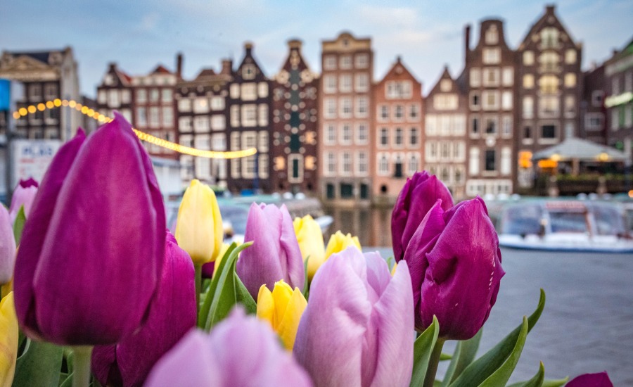 Tulips in bloom in Amsterdam