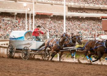 Calgary Stampede Chuckwagon Racing