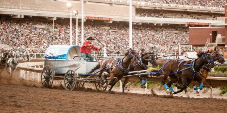 Calgary Stampede Chuckwagon Racing