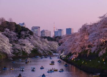 Tokyo cherry blossom