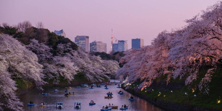 Tokyo cherry blossom