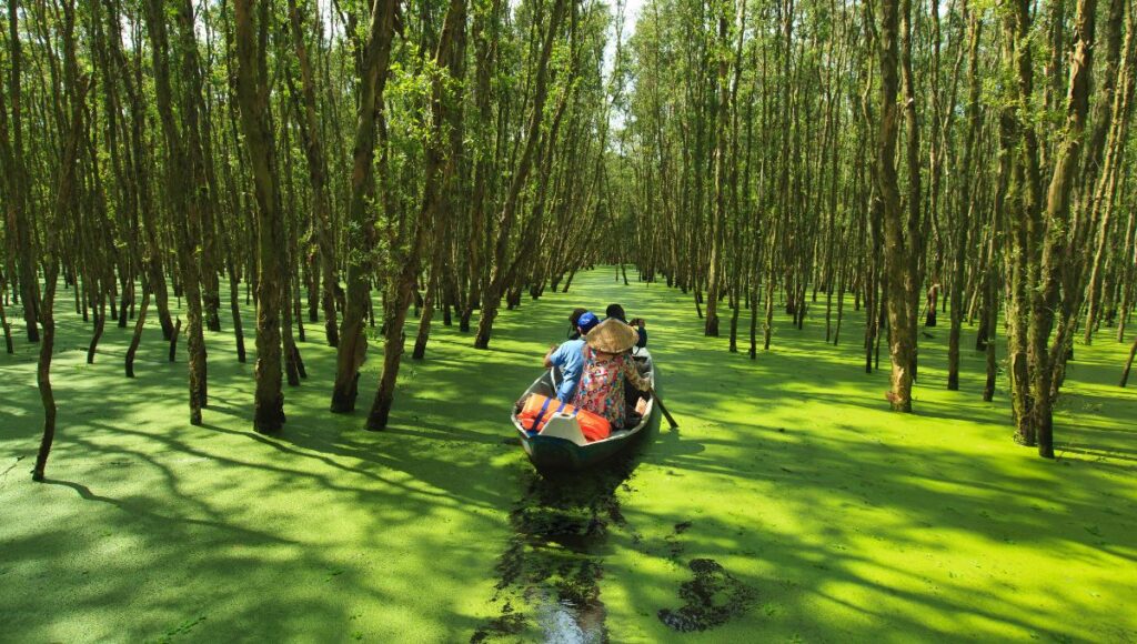 Tra Su Cajuput Forest in the Mekong Delta
