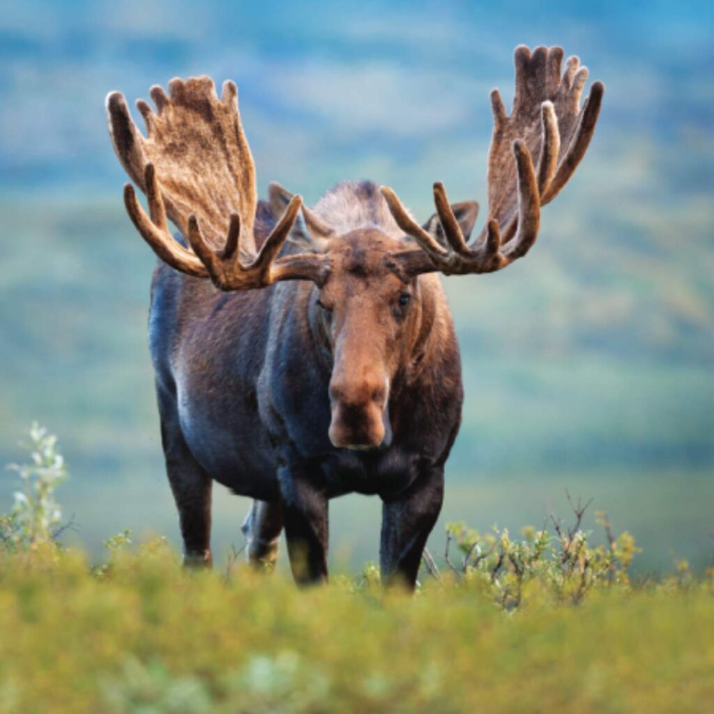 Moose in Denali National Park