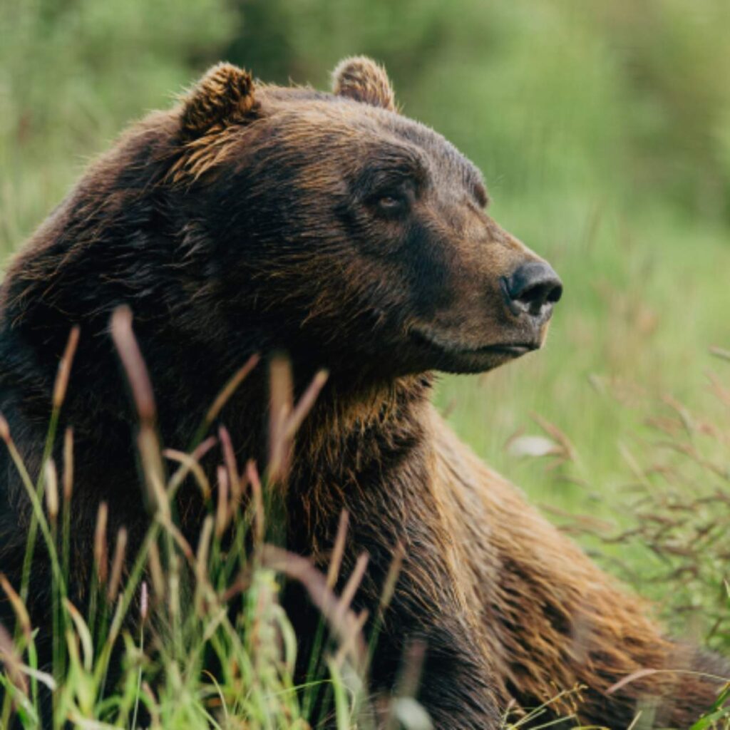 Bear at the Alaska Wildlife Conservation Centre in Anchorage