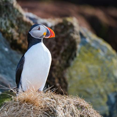 Puffin nesting in coastal Norway