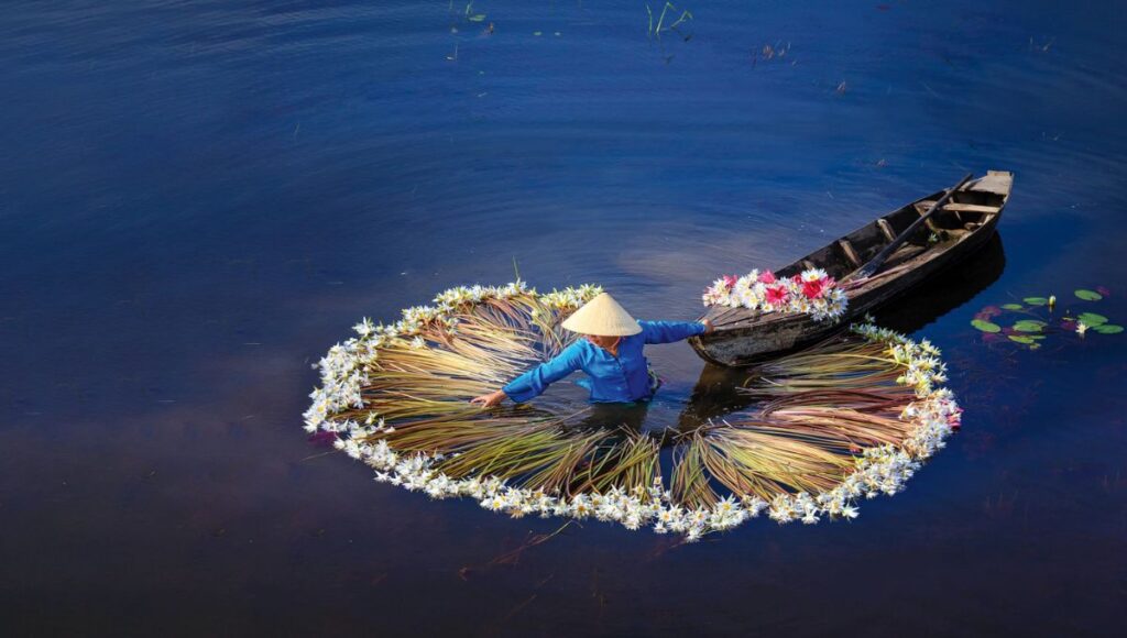 A person in a traditional conical hat gathers water lilies in a serene body of water,