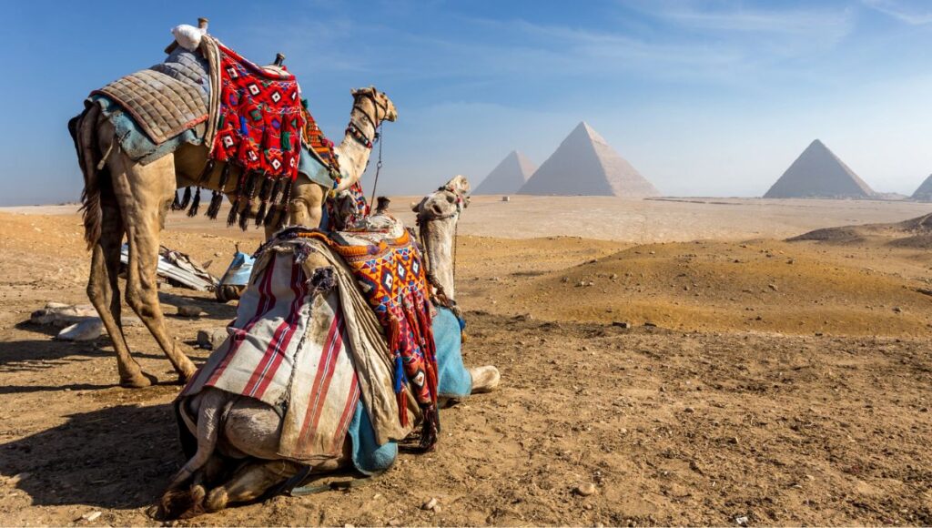 Camels by the  Giza Necropolis in Egypt,