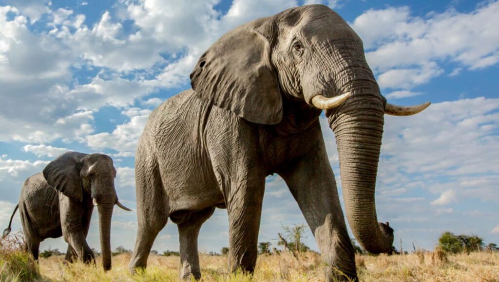 Elephants in Africa