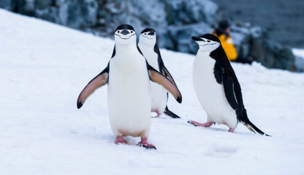 Penguins encountered on an HX Expeditions Antarctica cruise