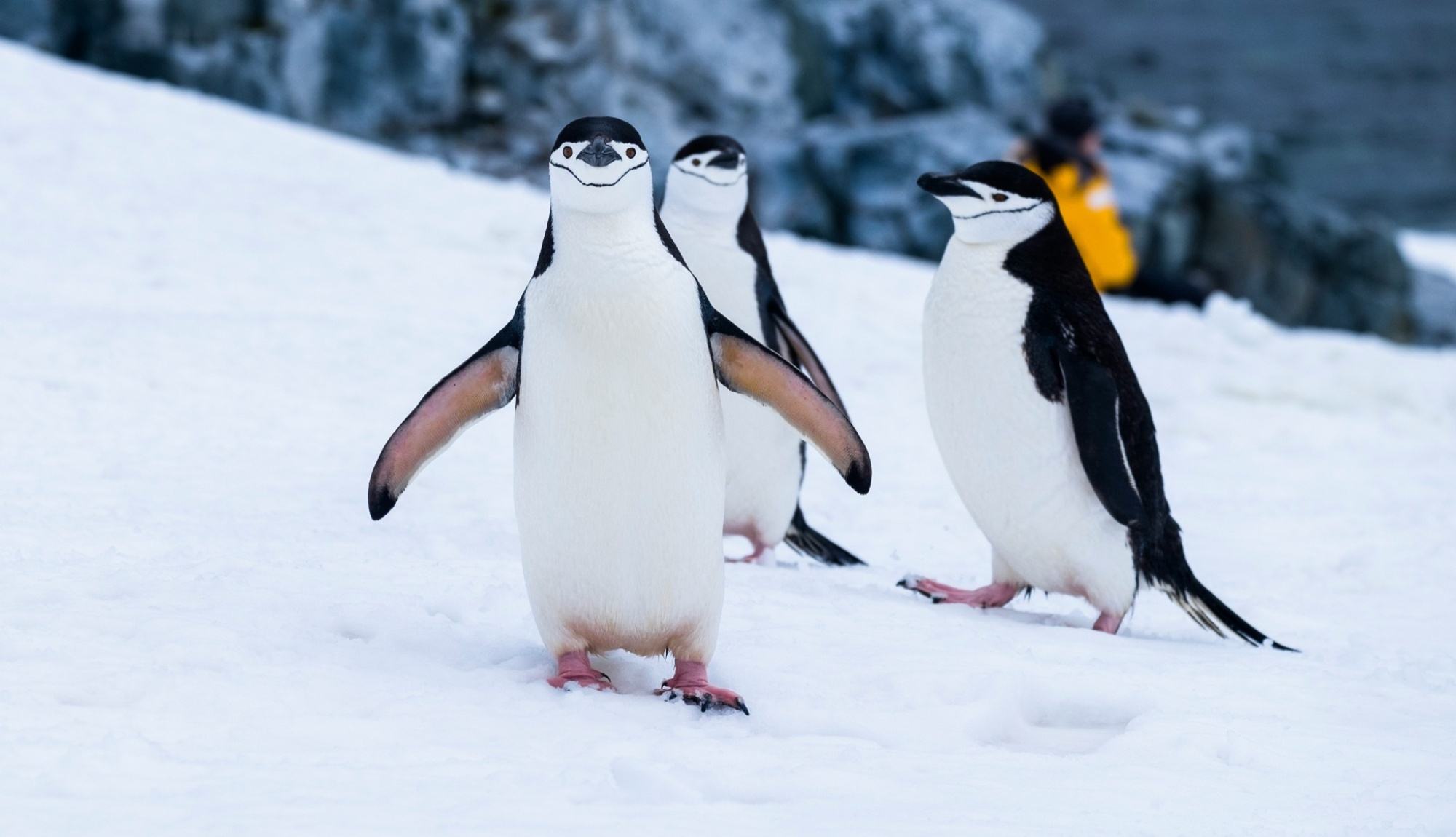 HX Expeditions Guide 2026 | Ships, Destinations & Expert Advice