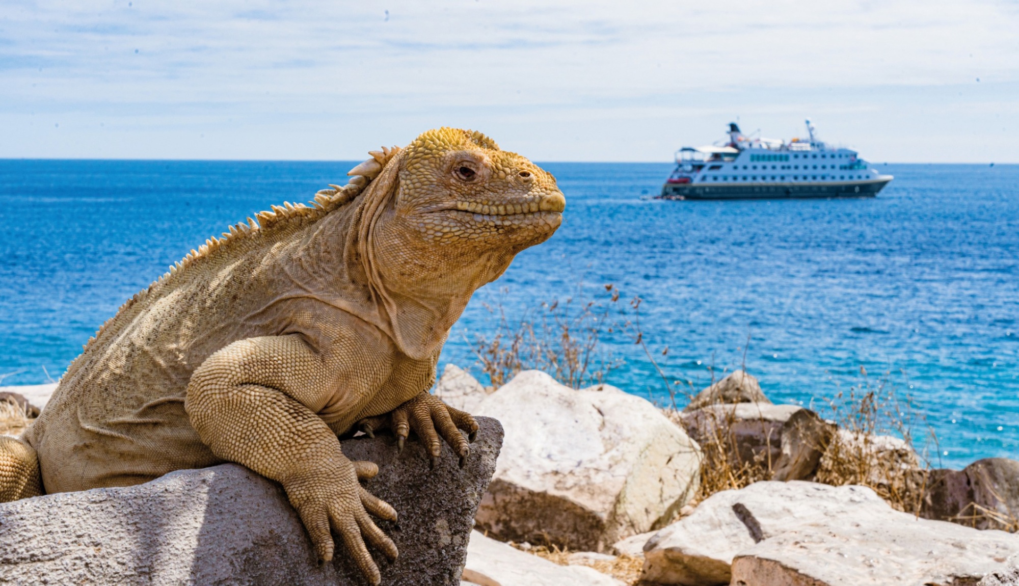 HX Expeditions Guide 2026 | Ships, Destinations & Expert Advice
