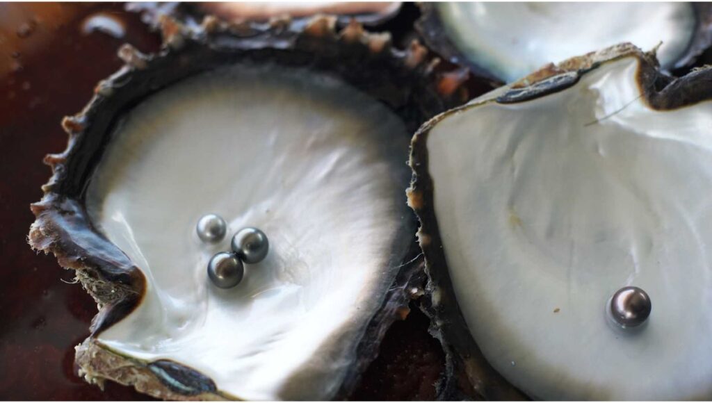Close up of Tahitian black pearls in Moorea during Windstar Dreams of Tahiti