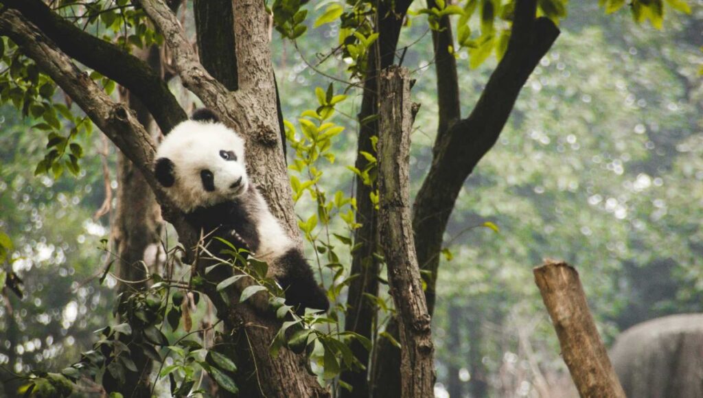 Giant panda climbing tree Chengdu China wildlife tour