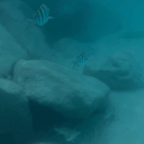 Top 5 Things to Do at Ocean Cay MSC Marine Reserve Snorkelling