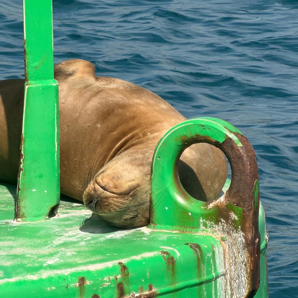 A San Diego seal asleep on a green buoy in the middle of the water.