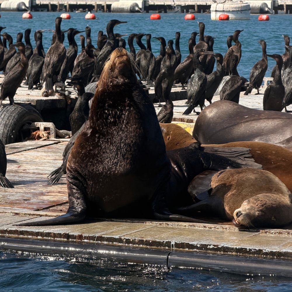 Sea Lion stretching on the wooden platform surrounded by birds & more sea lions.