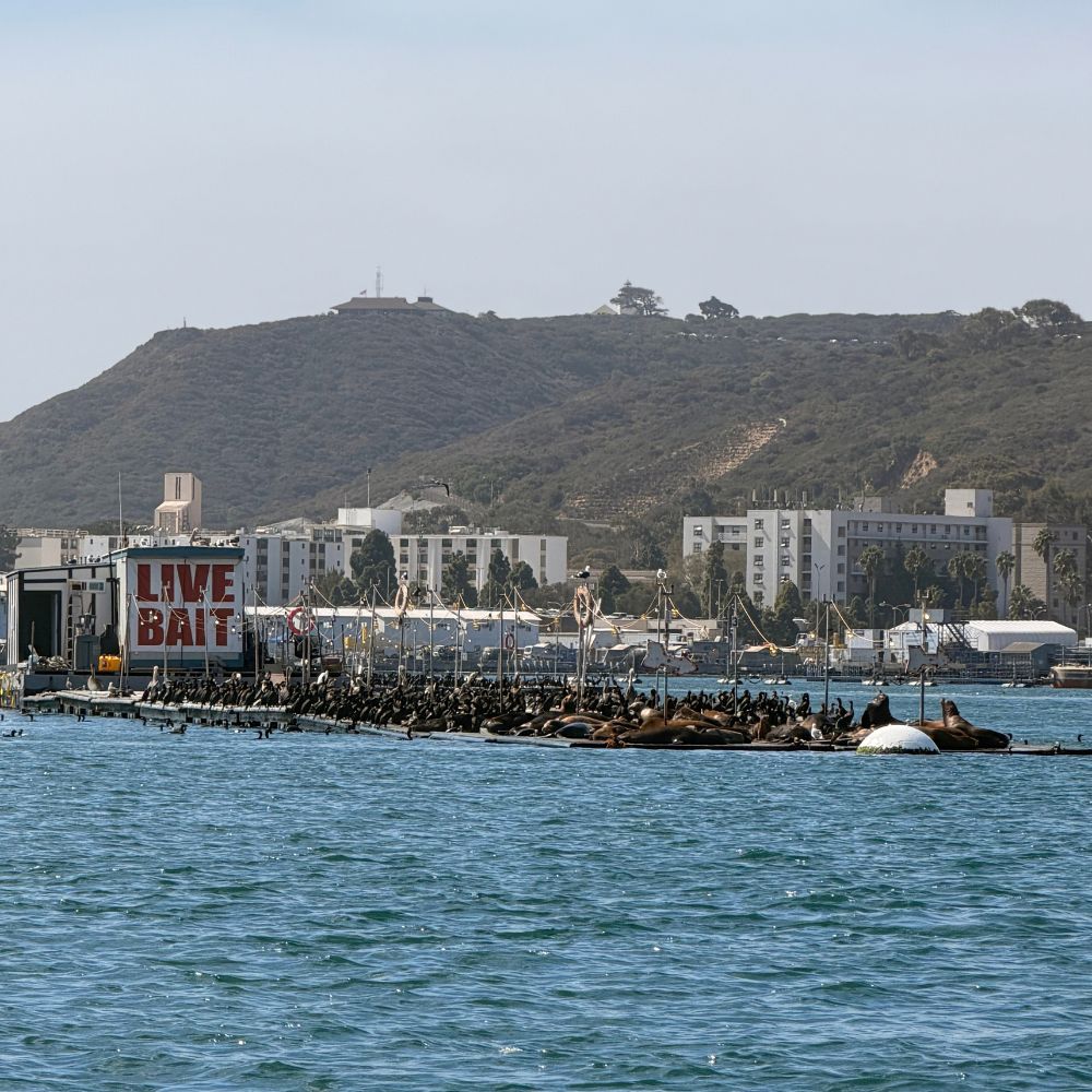 Live bait pier & sea lions in San Diego