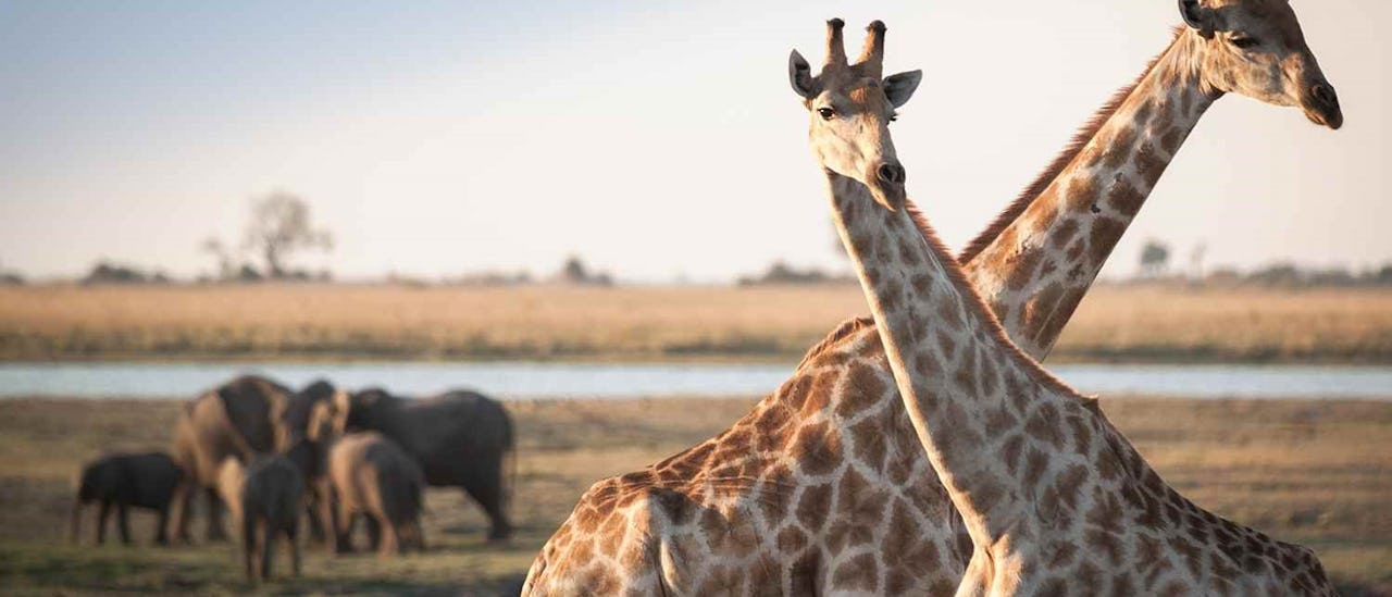 Experience the incredible wildlife outside your balcony