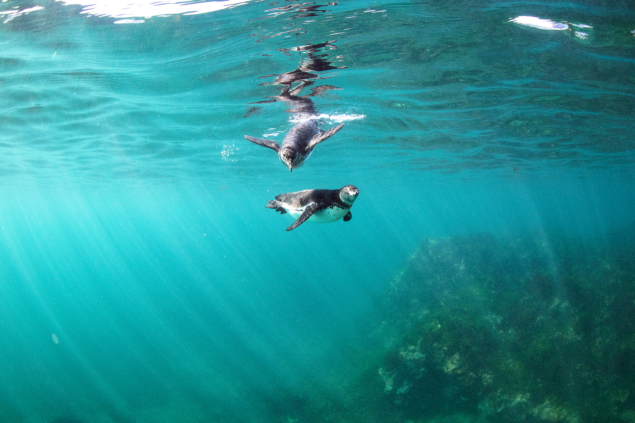 Snorkeling with penguins is  an adventure!