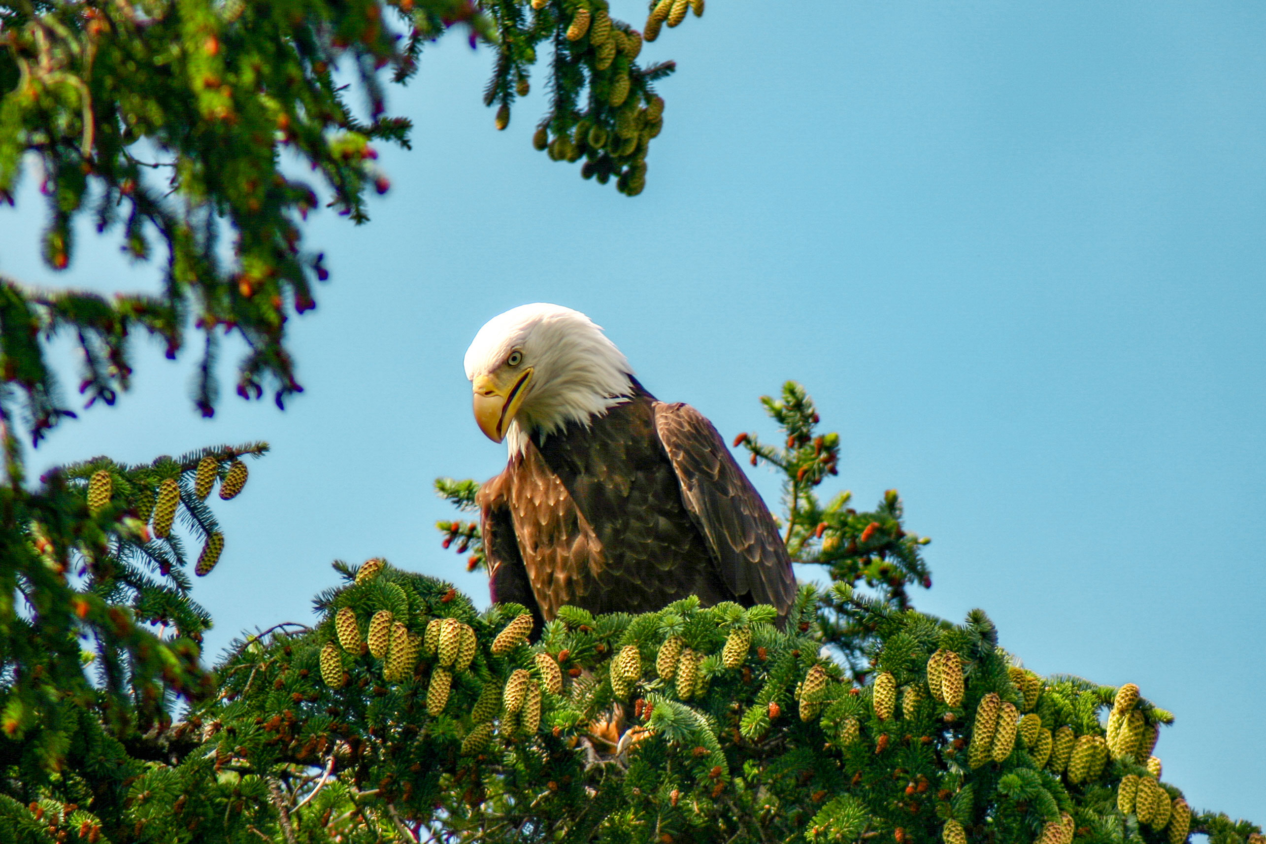 Sitka, Alaska