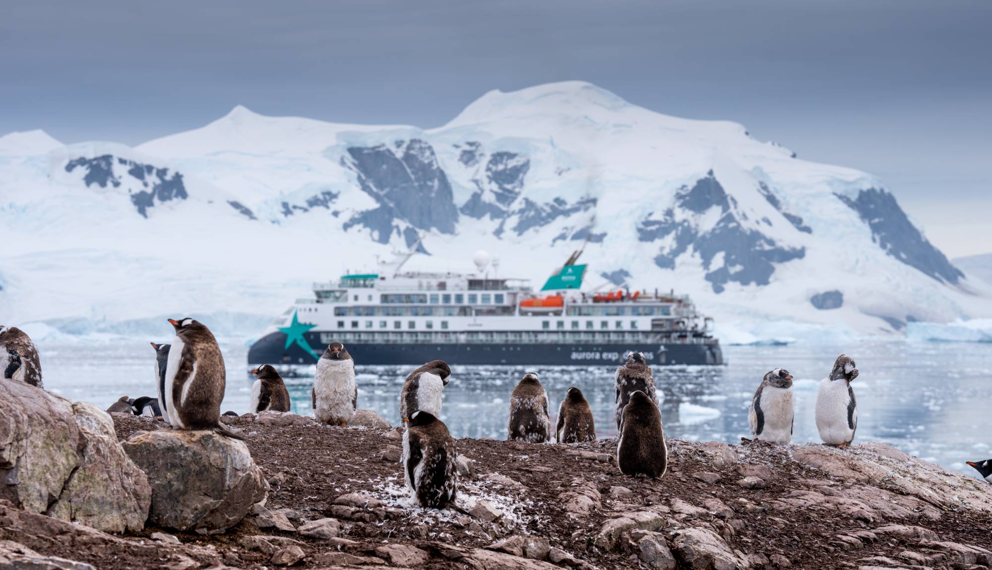 AE Expeditions - Douglas Mawson Penguins