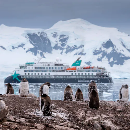 AE Expeditions - Douglas Mawson Penguins