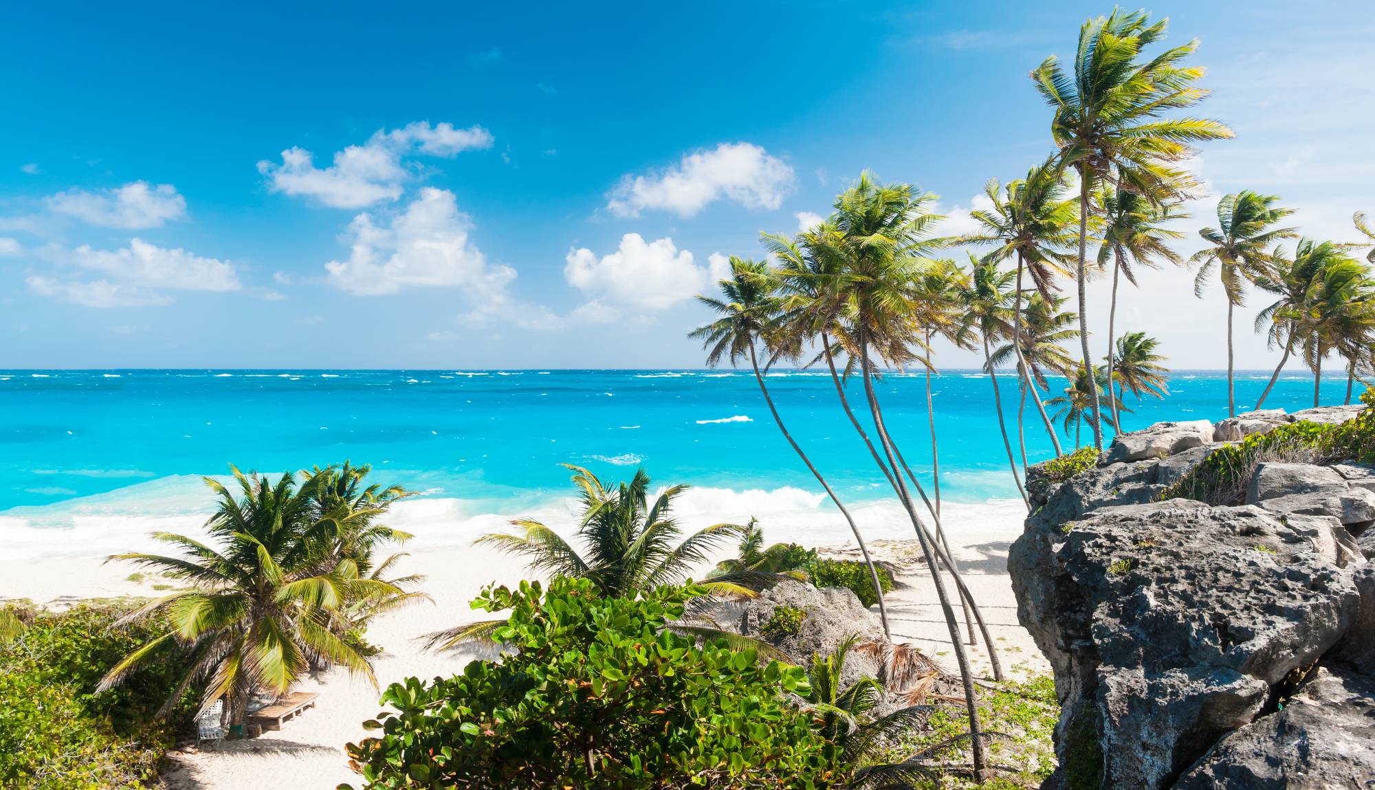 Barbados Palm Trees in the Caribbean