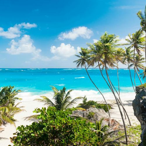 Barbados Palm Trees in the Caribbean