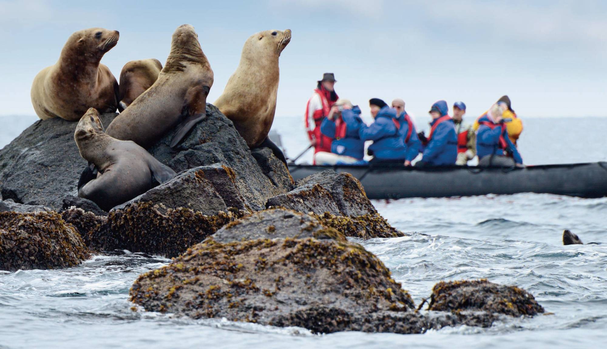 Hapag-Lloyd Cruises - HANSEATIC nature - Antarctica Zodiac Seals