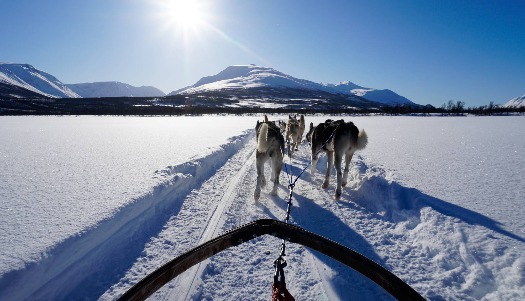 Fred. Olsen Cruise Lines Norway - Dog Sledding in Tromso, Norway