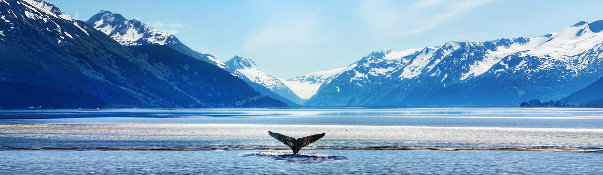 Whale in Alaska