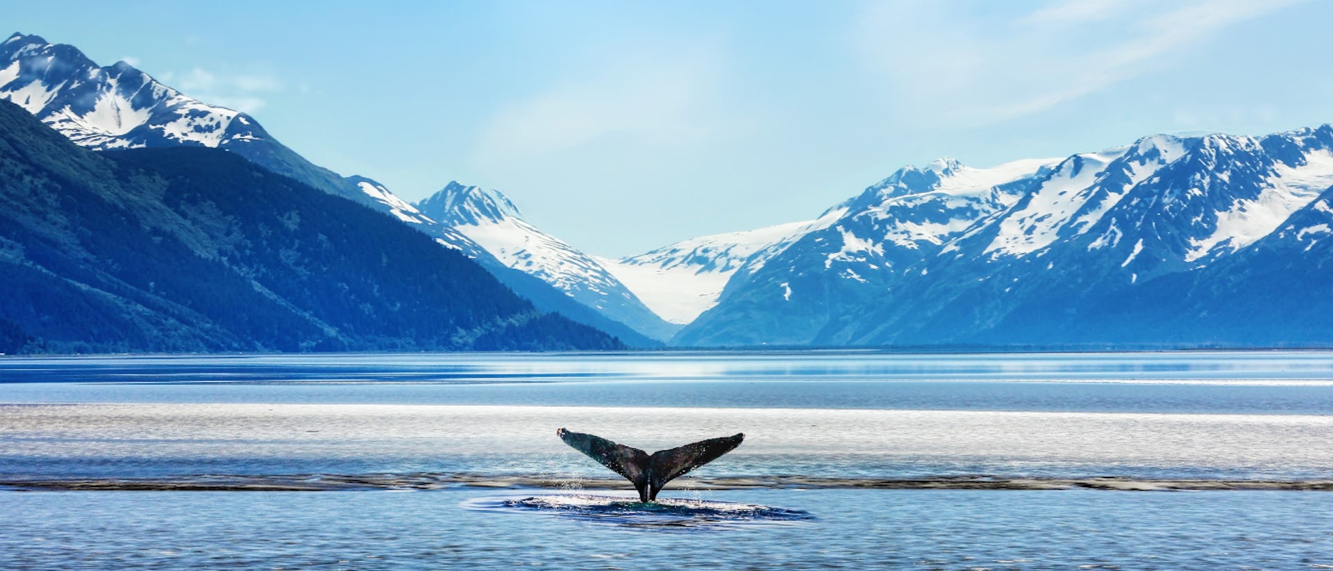 Whale in Alaska