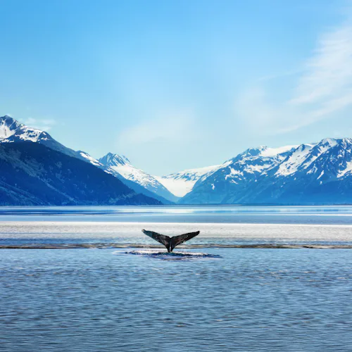 Whale in Alaska
