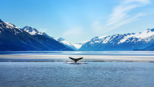 Whale in Alaska