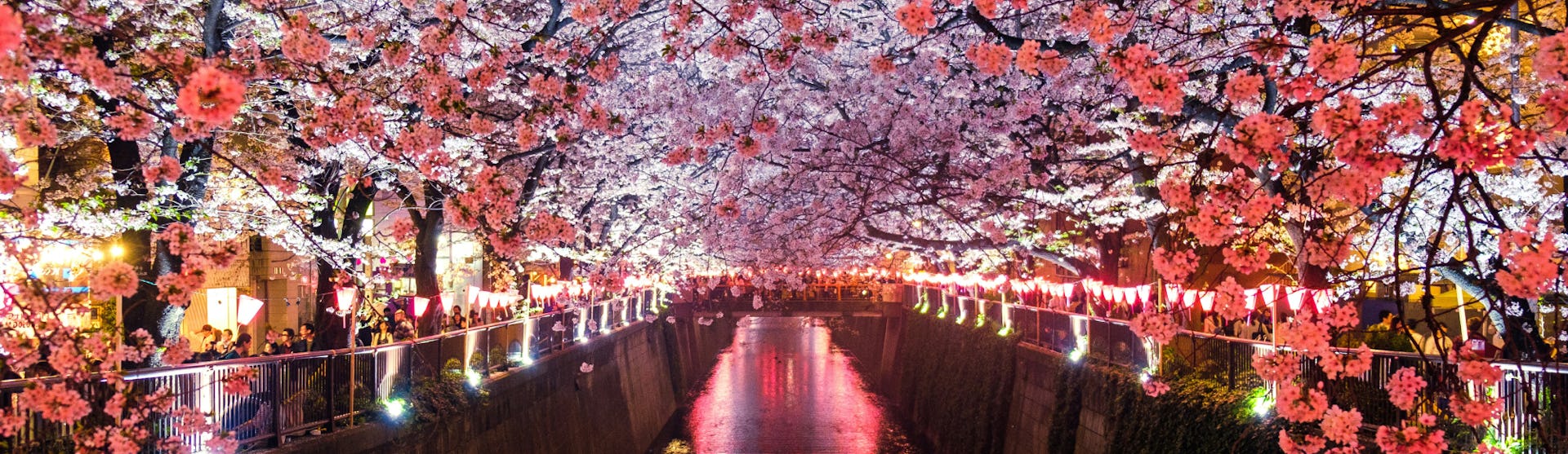 Meguro River during cherry blossom season in Tokyo, Japan