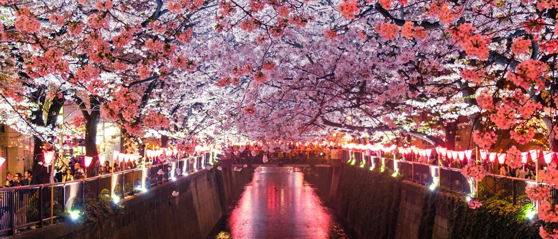 Meguro River during cherry blossom season in Tokyo, Japan