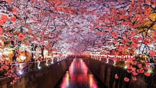 Meguro River during cherry blossom season in Tokyo, Japan