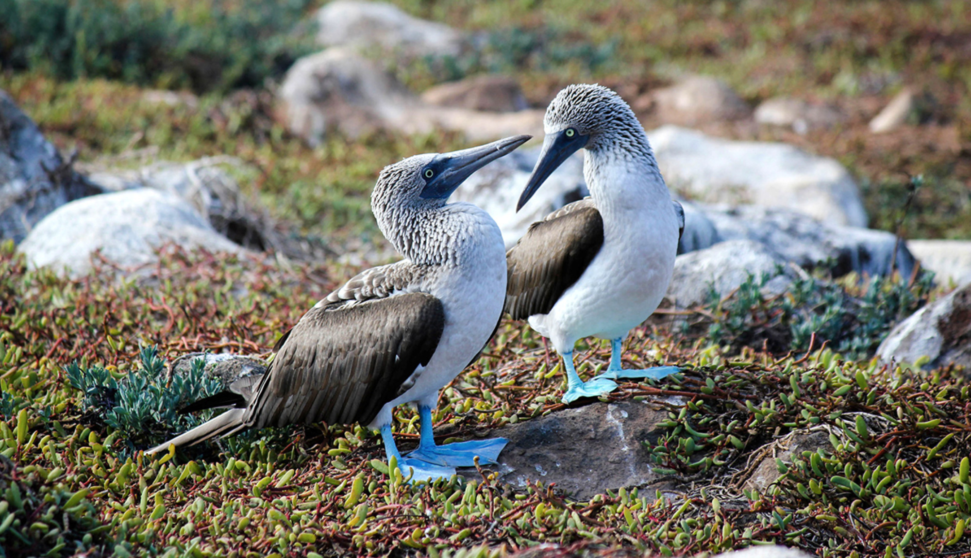 Galapagos Wildlife Blue Footed Boobies from Celebrity Cruises Celebrity Flora