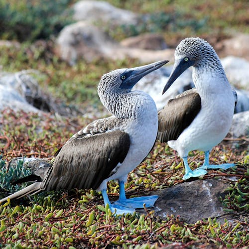 Galapagos Wildlife Blue Footed Boobies from Celebrity Cruises Celebrity Flora