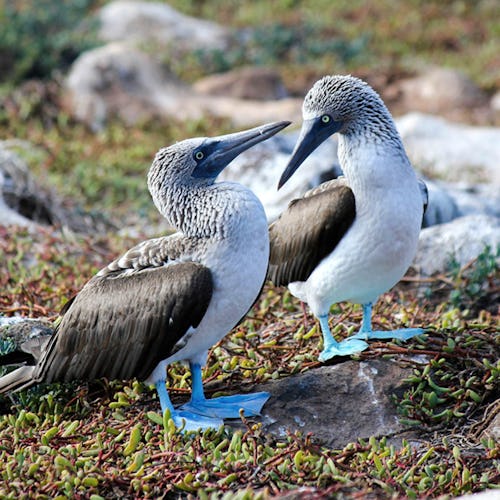 Galapagos Wildlife Blue Footed Boobies from Celebrity Cruises Celebrity Flora