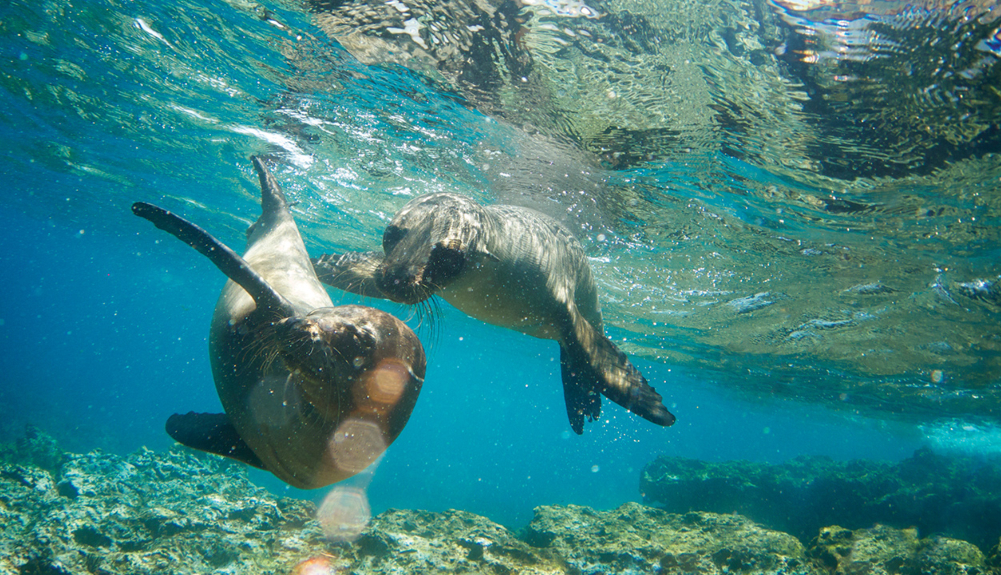 Seals in the Galapagos Islands from Celebrity Cruises Celebrity Flora