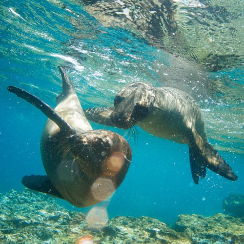 Seals in the Galapagos Islands from Celebrity Cruises Celebrity Flora