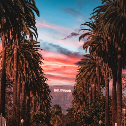 Palm trees lining a street in Los Angeles leading to the famous Hollywood sign