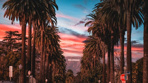 Palm trees lining a street in Los Angeles leading to the famous Hollywood sign