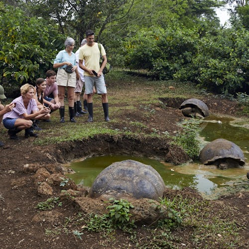Celebrity Flora guests up close to giant turtles in the Galapagos Islands.