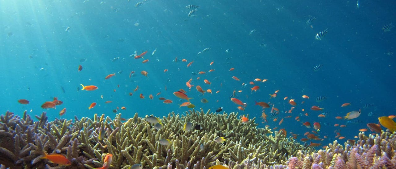 Beautiful reef and orange fish in the Okinawa sea, Japan.